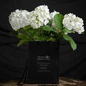 Gift wrapped hydrangea image