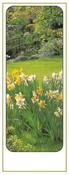 Peaceful Spring Garden &amp;amp; Daffodil Memorial Bookmark
