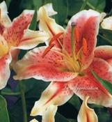 Personalised Floral Lily In Appreciation Irish Wallet Memorial Card image