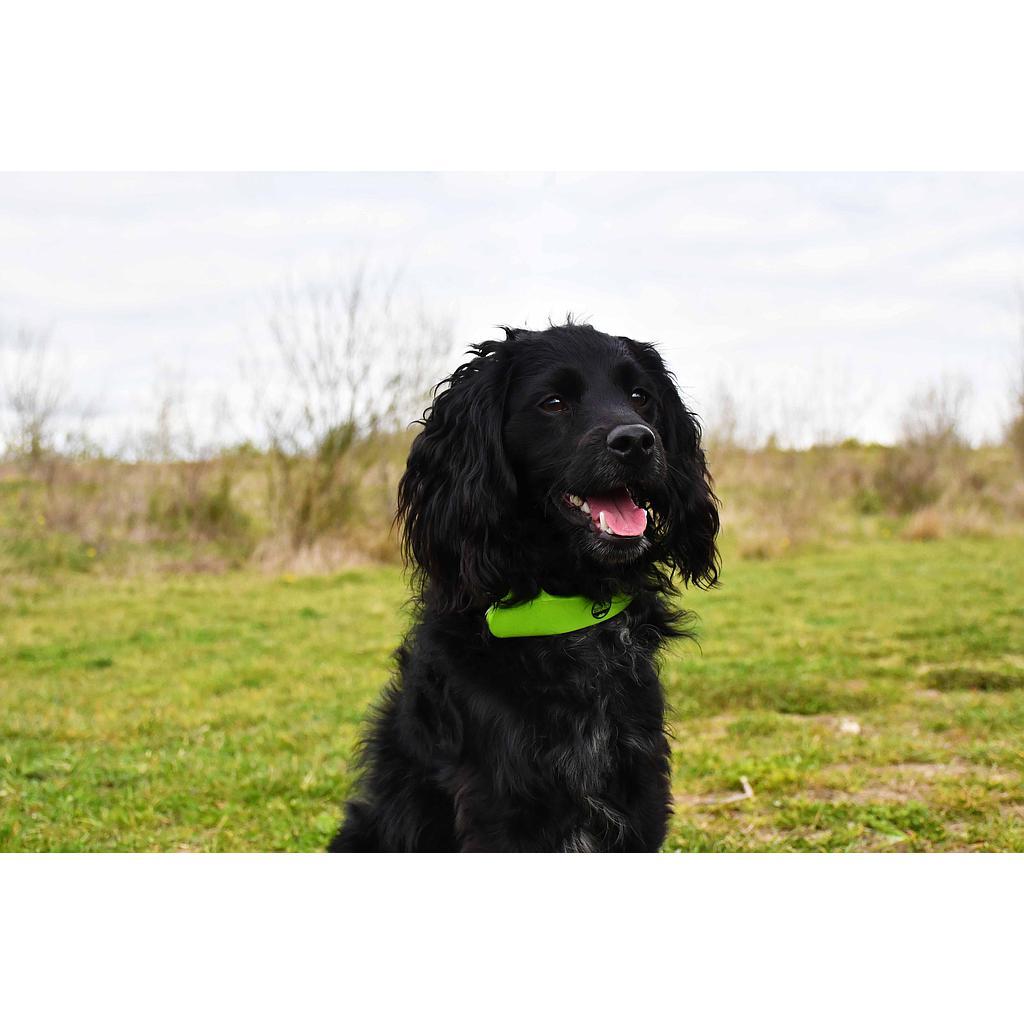 Six Peaks LED Dog Collar Light - Green