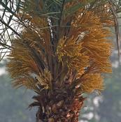 Silver Date Palm (Phoenix Sylvestris) Seedlings - Cold Hardy - 5 Pack (12-24+ Inch) Hybrid Palm Tree image