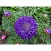 Callistephus Flower Seeds 30+ Red Duchess Aster Flower Seeds – Tall Paeony Style, Self-Seeding Annual – Zones 5-9 image