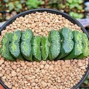 Live Haworthia Attenuata ‘Zebra’ Plant – Rare Exotic Succulent, Easy Care Cactus Houseplant Var Radula image