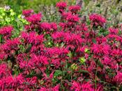Bee Balm Monarda Didyma Mixed Colors Perennial Flower Seeds, Hummingbird Friendly, 90ct Red Bee Balm Seeds image