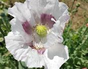 Poppy Seeds For Planting Double Shirley Poppy Seeds (2000+) | Mixed Colors Annual Flower For Garden, Free Ship image