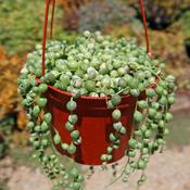 Variegated String Of Pearls – Senecio Rowleyanus, 6 Inch Pot, Very Long Trails Mother Of Pearl Succulent image