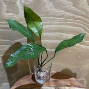 Anubias Striped Mini Size Live Aquarium Plant | Easy Tropical Freshwater | Aquarium Plants Factory Anubias Nana Petite image