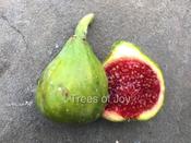 Fignomenal Fig Tree White Madeira Fig Tree – Live 2-Year-Old Plant, Ficus Carica, Full Sun image