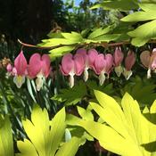 Hydrangea Flower Seeds 10 Golden Eardrops Seeds – Dicentra Chrysantha – Yellow Bleeding Heart, Shade Flower – USA Grown image