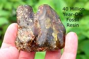 Natural Baltic Amber Archaeology Collector's Gem