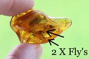 Amber Preserved Insects