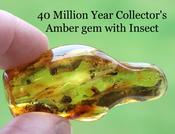 Amber Gem with Insect