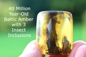 Amber with 3 Insect Inclusions