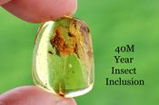 Ancient Baltic Amber Fossil – 2 Insect Inclusion