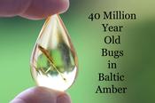 Authentic Amber With Insect Inclusion