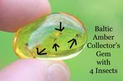 Baltic Amber Gem with 4 Insects