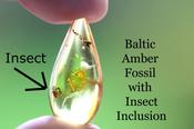 Baltic Amber Fossil Insect Inclusion