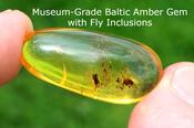 Bug Trapped in Amber