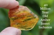 Bugs Trapped in Amber