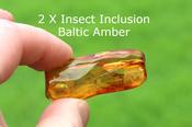 Eocene Insect Fossils in Amber