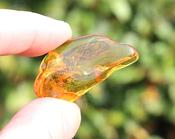 Fossil Insect in Amber