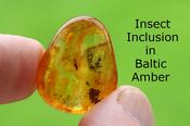 Fossil Insect in Amber