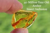 Fossil In Amber