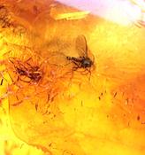Baltic Amber Gem with 3 Insects Inclusion