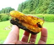 40 Million-Year-Old Baltic Amber Gemstone