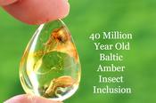 Insect Inclusion