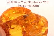 Insect in Baltic Amber