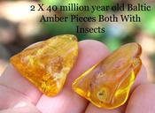 Pair of Amber Gems With Insects