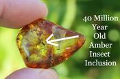 Trapped Bug in Amber