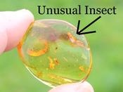 Unusual Insect Inclusion