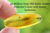 Amber with Insect Inclusion