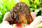 Natural Large Baltic Amber Collector’s Gem