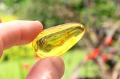 Exceptional Smooth Baltic Amber Gemstone