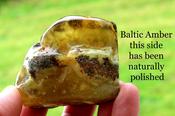 Large Raw &amp; Polished Baltic Amber Specimen