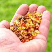Baltic Amber Craft Beads 20g – Approx. 160 Drilled Flat Polished Beads 5mm × 4mm – Jewellery Making and DIY Supplies