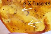 40 Million Year Old Baltic Amber With 2 X Insects