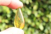 Tiny Insect in Amber