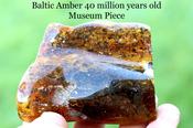 Grade AAA Baltic Amber Collector’s Gemstone