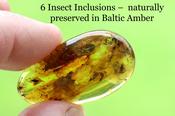 Rare Baltic Amber with 6 Insect Inclusions