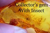 Geology Amber Insects Inclusion Fossil