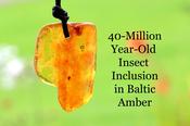 40-Million-Year-Old Insect Inclusion in Baltic Amber – Fossil Amulet Pendant image