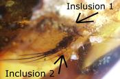 Breathtaking Insect Inclusion Gemstone