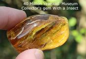 Baltic Amber Gem With Insect