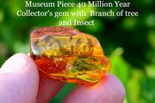 Amber Gem with Ancient Organic Life