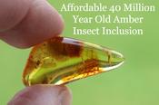Amber Insect Fossil