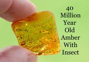 Prehistoric Insect in Amber